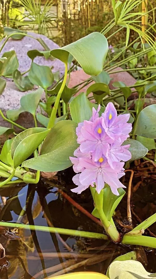 Un Rincon Cerca Del Cielo Hotel Puerto Vallarta